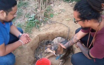 पशु तथा प्रकृतिप्रेमी बर्दियाली युवाको कथा (भिडियो रिपोर्ट)